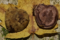 Elaphomyces muricatus