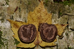 Elaphomyces muricatus