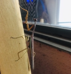 Stagmomantis limbata