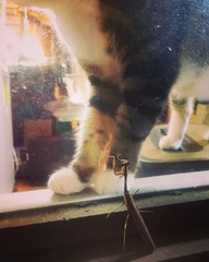 Stagmomantis limbata