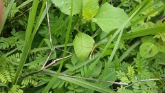 Pseudosermyle carinulata