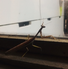 Stagmomantis limbata