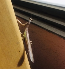 Stagmomantis limbata