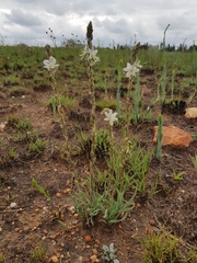 Chlorophytum transvaalense