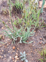 Chlorophytum transvaalense