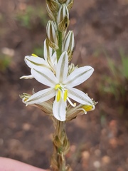 Chlorophytum transvaalense