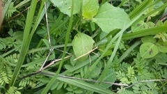 Pseudosermyle carinulata