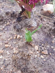 Ledebouria inquinata