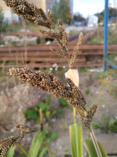Image of Echinochloa esculenta by no rights reserved