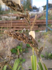 Echinochloa esculenta