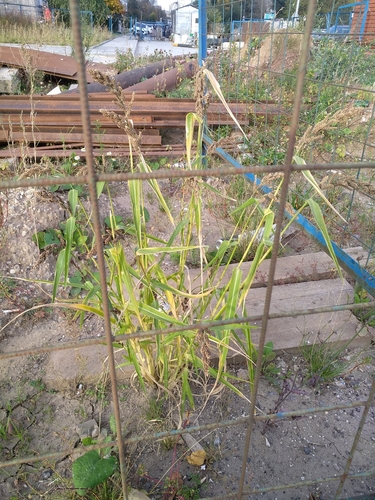Image of Echinochloa esculenta by no rights reserved