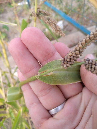 Image of Japanese Millet (Echinochloa esculenta) by no rights reserved