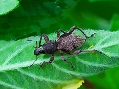Metapocyrtus adspersus