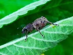 Metapocyrtus adspersus
