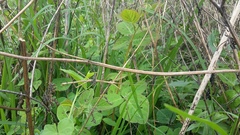 Pseudosermyle carinulata