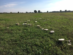 Saproamanita vittadinii