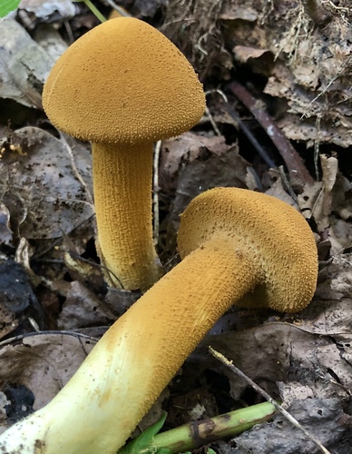 Golden Cap (Cystoderma aureum)
