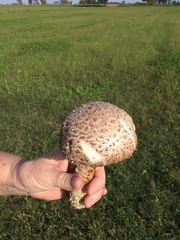 Saproamanita vittadinii