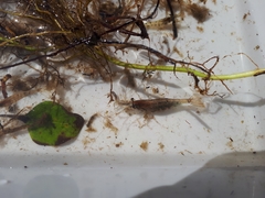 Paratya curvirostris