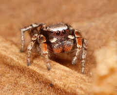 Habronattus altanus