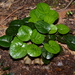 Harper's Wild Ginger - Photo (c) Brian Finzel, some rights reserved (CC BY-SA), uploaded by Brian Finzel