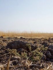 Centromadia parryi congdonii