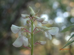 Desmodium lindheimeri