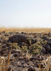 Centromadia parryi congdonii