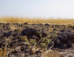 Centromadia parryi congdonii