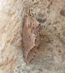 Pieris rapae rapae