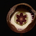 Finzel's Wild Ginger - Photo (c) Brian Finzel, some rights reserved (CC BY-SA), uploaded by Brian Finzel