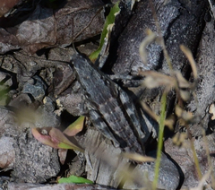 Buckellacris chilcotinae