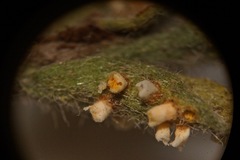Puccinia cressae
