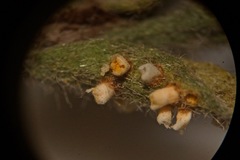 Puccinia cressae