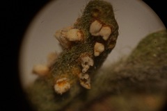 Puccinia cressae