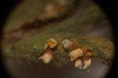 Puccinia cressae