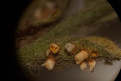 Puccinia cressae
