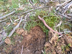 Tachyglossus aculeatus