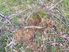 Tachyglossus aculeatus