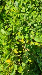 Cissampelos capensis