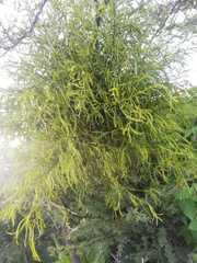 Phoradendron lanceolatum