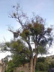 Phoradendron lanceolatum