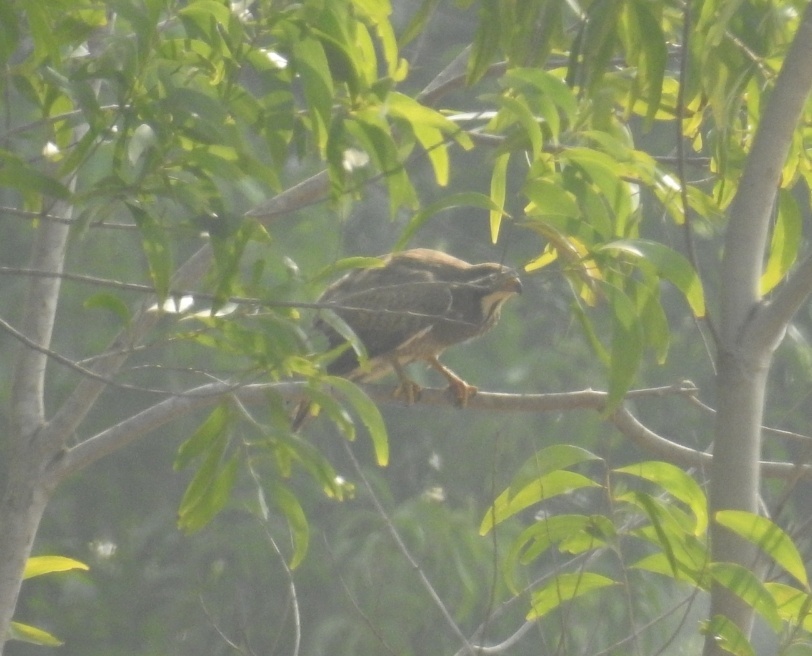 White-eyed Buzzard
