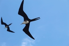 Fregata magnificens