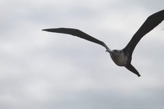 Fregata magnificens