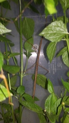 Bacteria quadrispinosa