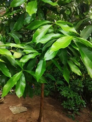 Syzygium malaccense