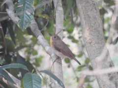 Cyornis rubeculoides