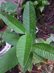 Psidium guajava
