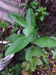 Psidium guajava
